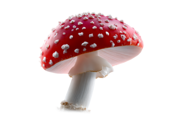 Red and white spotted mushroom with a smooth cap and sturdy stem