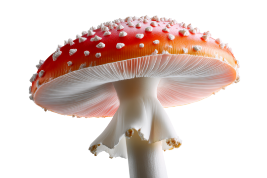 Vibrant red mushroom with white spots on a transparent background