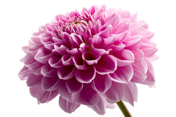 Beautiful pink flower with layered petals and soft colors