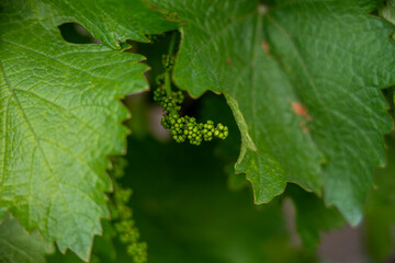 Fresh Young Green Grape Clusters Growing on Vineyard Vine – Early Season Agriculture