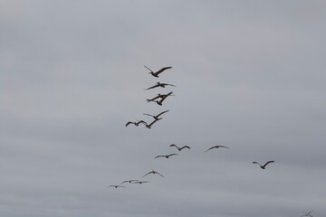 Birds flying in formation in sky in san diego california