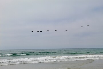 Birds flying in formation in sky along beach coastline in san diego california