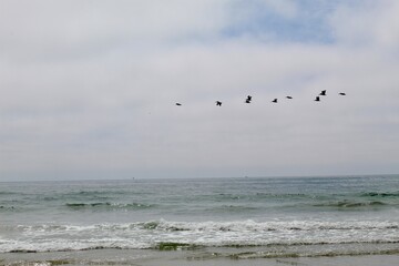 Birds flying in formation in sky along beach coastline in san diego california