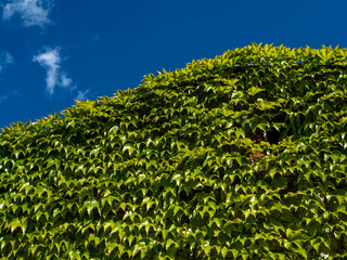 A wall densely overgrown with green vine leaves under a deep blue sky. Lush vegetation almost...