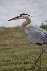 Fototapeta premium Grey heron bird in natural habitat in san diego california profile view close up