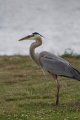 Grey heron bird in natural habitat in san diego california  profile view close up