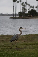 Grey heron bird in natural habitat in san diego california  profile view close up