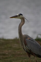Grey heron bird in natural habitat in san diego california  profile view close up