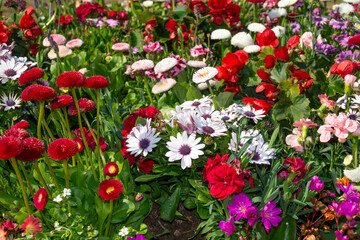 Colorful flower garden in full bloom &ndash; spring and summer in nature&rsquo;s brightest colors