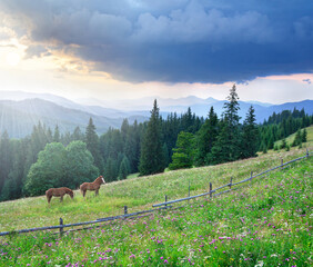 Wild horses grazing peacefully on a mountain meadow with wildflowers during a sunset in the wilderness. Freedom and untouched nature