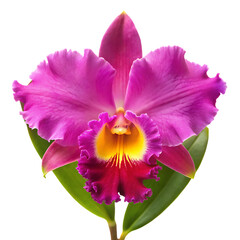 Naklejka premium Vibrant pink cattleya orchid flower isolated on a white background png ai generated