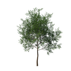 Realistic Bitternut Hickory Tree Isolated on Transparent Background for Visualization and Landscape Rendering