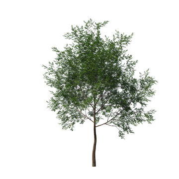 Realistic Bitternut Hickory Tree Isolated on Transparent Background for Visualization and Landscape Rendering