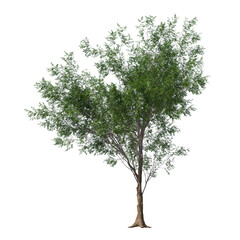 Realistic Bitternut Hickory Tree Isolated on Transparent Background for Visualization and Landscape Rendering