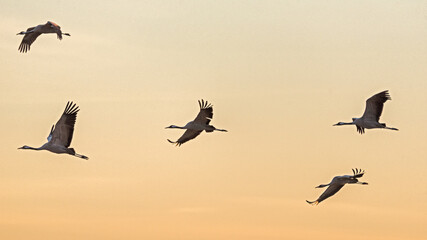 Common crane in flight over the golden horizon