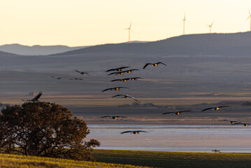 Sunset with a crane, elegance in the sky