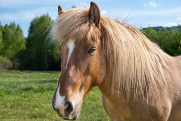 Full frame close-up portrait of a light brown horse against a spring forest background
