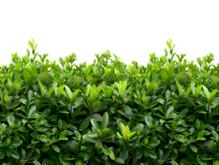 Lush green hedge with dense leaves, symbolizing natural greenery and outdoor settings.