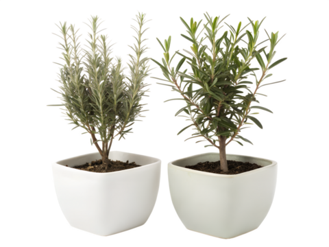 A duo of rosemary and olive plants in minimalist matte white pots, on a transparent background - Powered by Adobe