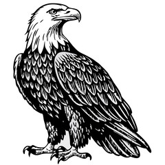 Black and White Bald Eagle Illustration
