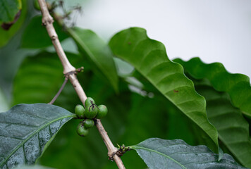 Coffee beans growing on the plant