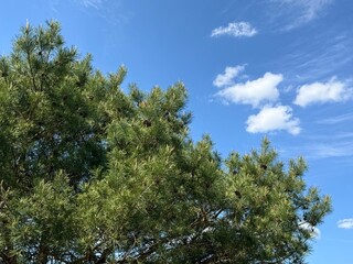 Pine tree branches against sky