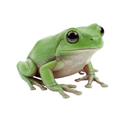 Obraz premium Green frog sitting on a surface with a transparent background 