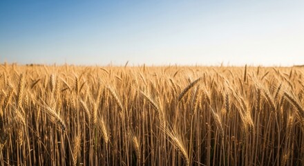 Obraz premium Golden ripe wheat field under a clear blue sky. Agriculture and farming background. Harvest season concept.