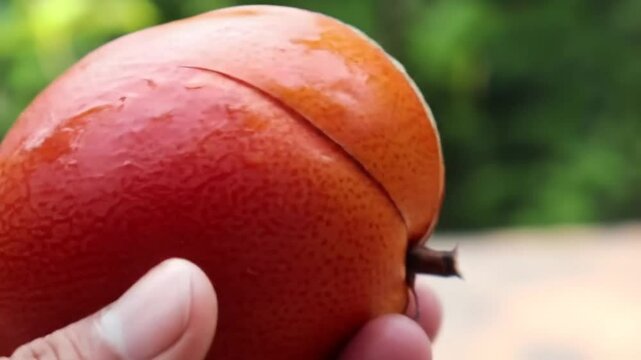 Gac Fruit With Unique Texture and Creamy Pulp Display Close-Up