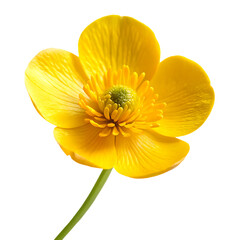 Single yellow buttercup flower isolated on a white background png ai generated