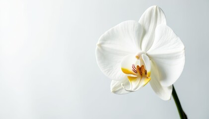 Obraz premium Close-up of pristine white orchid against pure white backdrop, white background, nature, background