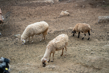 Fototapeta premium Goats and sheep grazing in the daylight, enjoying the sun in a peaceful day