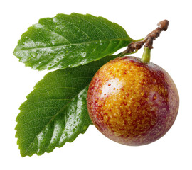 Harvesting fresh sorrel fruit in nature vibrant colors and textures isolated on transparent background