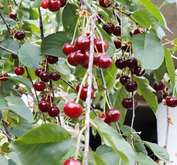 Cherry branch with ripe fruits.