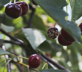 Rotten cherry fruits on tree branches.