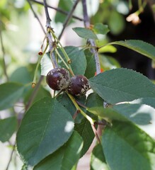 Image of cherry fruits affected by fruit rot.