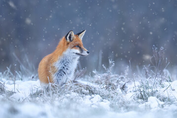Fox ( Vulpes vulpes ) in winter scenery