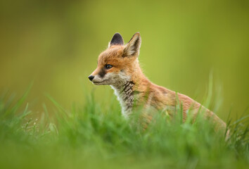 Cute young red fox ( Vulpes vulpes )