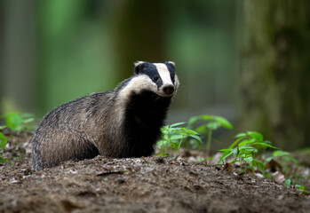 Badger close up ( Meles meles )