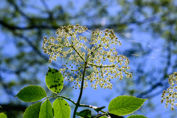 Closeup photo of a Sambucus Nigra plant (White flower) against a blurred background (blue sky with green trees) - Antwerp Belgium