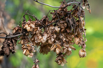 Dry branch of hops on a blurred green background.