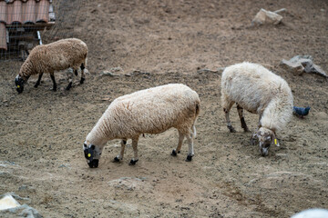 Fototapeta premium Goats and sheep grazing in the daylight, enjoying the sun in a peaceful day