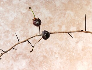 Rotten cherry fruits are strung on the needles of a branch.