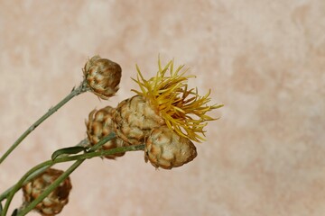 Blooming flower of the oriental cornflower centaurea orientalis.