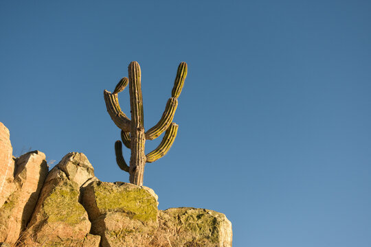lonely cactus, todos santos, baja california sur, m&eacute;xico