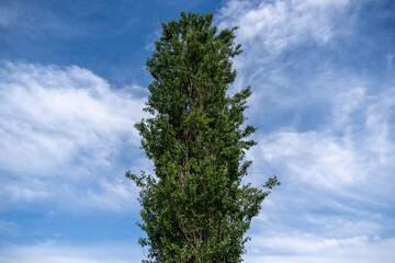 Lonely poplar against the sky, poplar, sky
