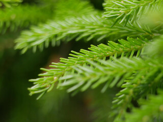 Green coniferous tree branch close-up macro. Background abstract texture high quality detailed pattern wallpaper with copy space for text. Nature organic ecology minimalism concept