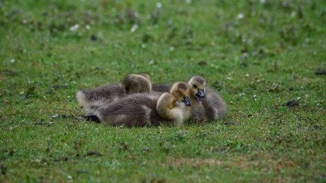 Canada goose chicks on a green meadow near a waterhole