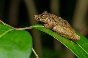 Boulenger's Snouted Tree Frog (Scinax boulengeri), camouflaged in a tropical forest in Costa Rica