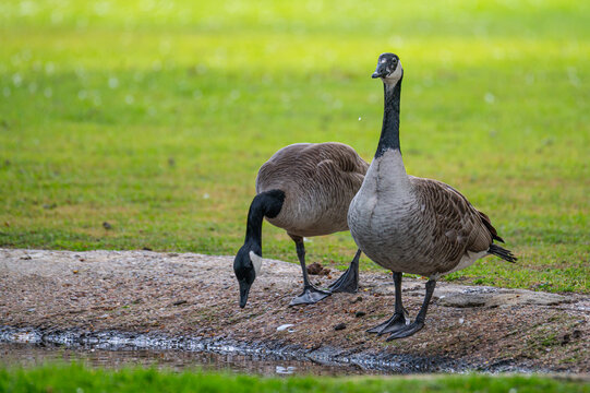 Canada geese at a  pond with their chicks